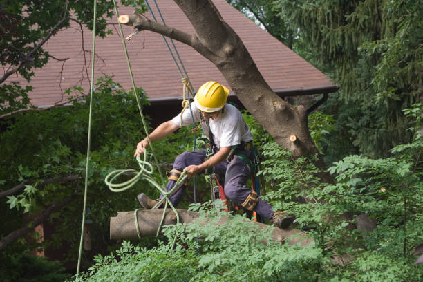 Best Emergency Tree Removal  in USA